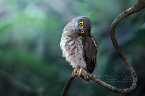 Очаровательные совы от тайского фотографа (13 фото)