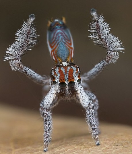 Это интересно: Самый красивый паук на планете (12 фото)