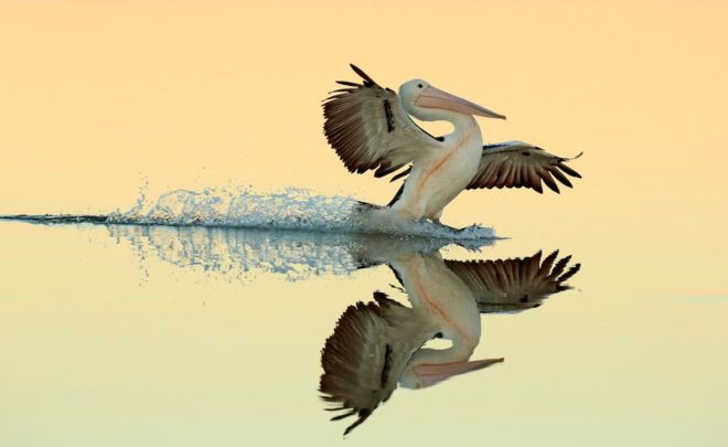 Снимок фламинго стал победителем конкурса на лучшее фото птиц (20 фото)