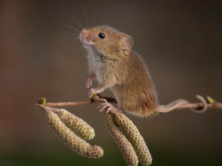 Правдивая и невероятная история о благодарном мышонке (4 фото)