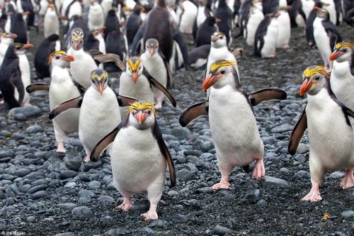 Обворожительные пингвины от фотографа Айры Мейера (17 фото)