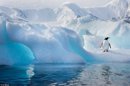 Обворожительные пингвины от фотографа Айры Мейера (17 фото)