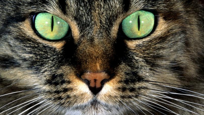 кошка с зелеными глазами без смс