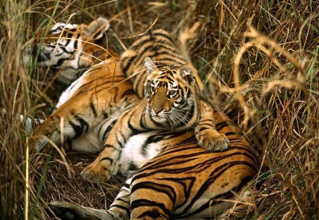 Тигр-это звучит гордо! (20 фото)