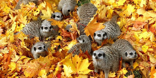 Осенние фото животных (40 фото)