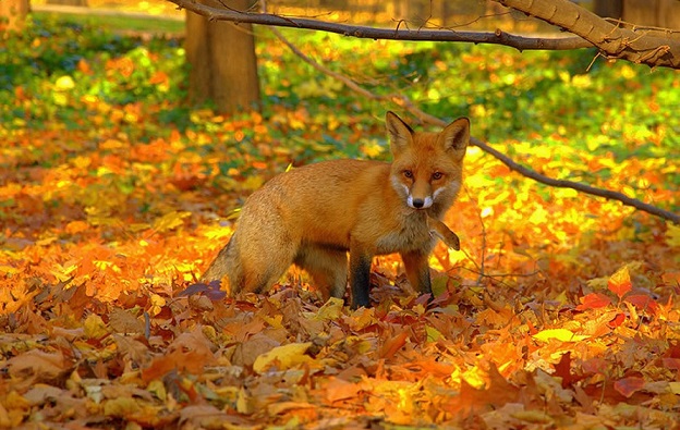Осенние фото животных (40 фото)
