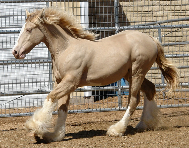 Изабелловая или кремовая лошадь (13 фото)