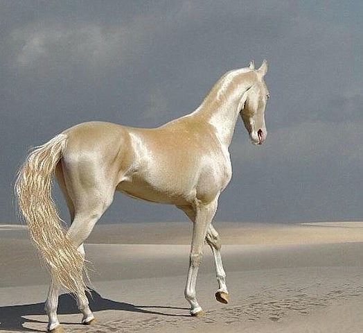 Изабелловая или кремовая лошадь (13 фото)