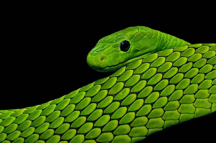 Виноградная змея (12 фото)