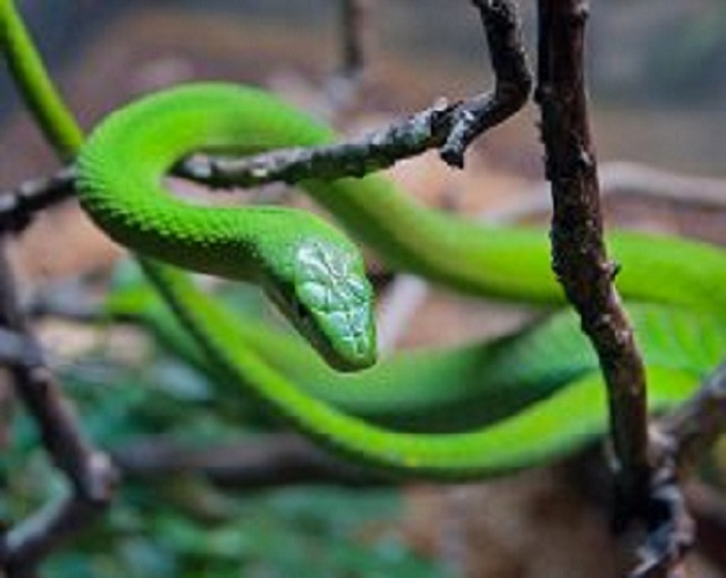 Виноградная змея (12 фото)
