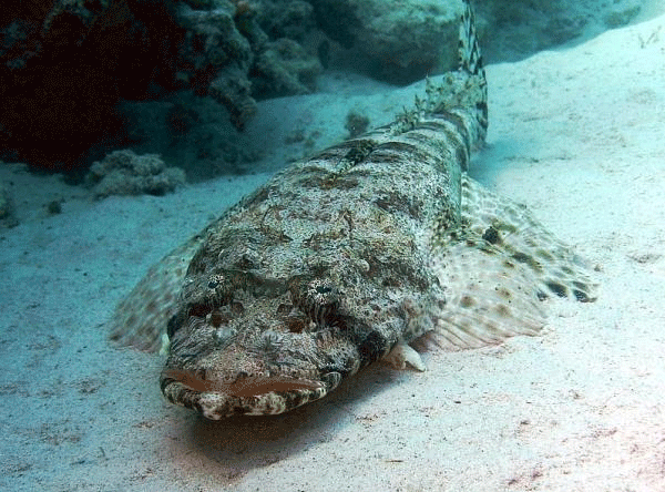 Смертоносная рыба-камень (12 фото)