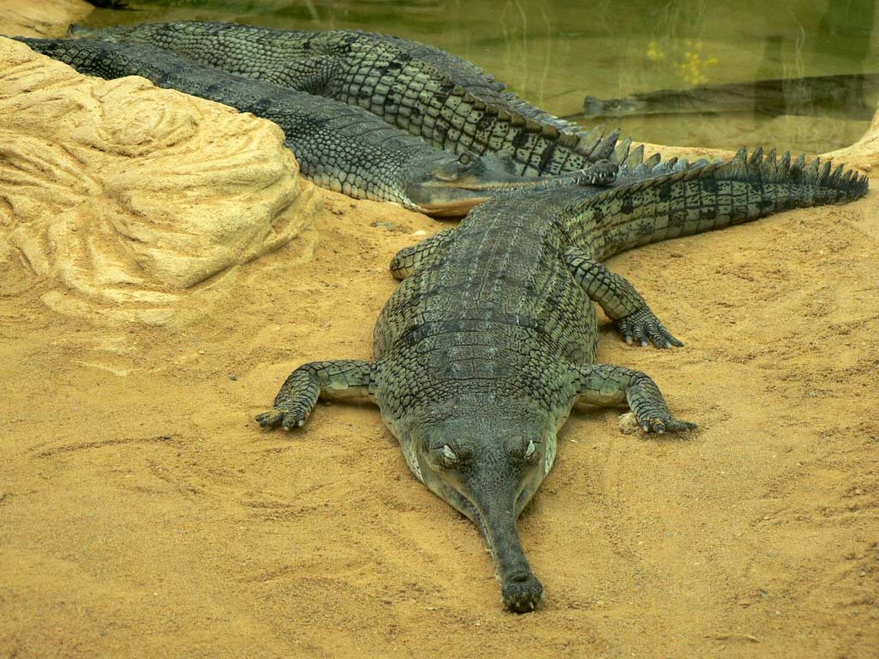 Породы крокодилов с фотографиями и названиями