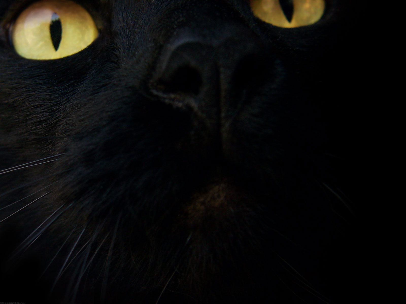 Черная кошка 11. Чёрный кот. Черные коты. Морда черной кошки. Морда кота в темноте.