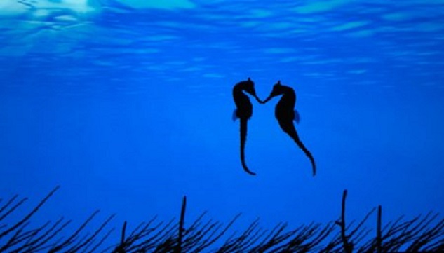«Беременные» самцы морских коньков (13 фото)