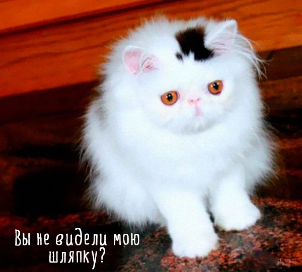 Лучшая подборка картинок и фото самых смешных кошек (38 фото)