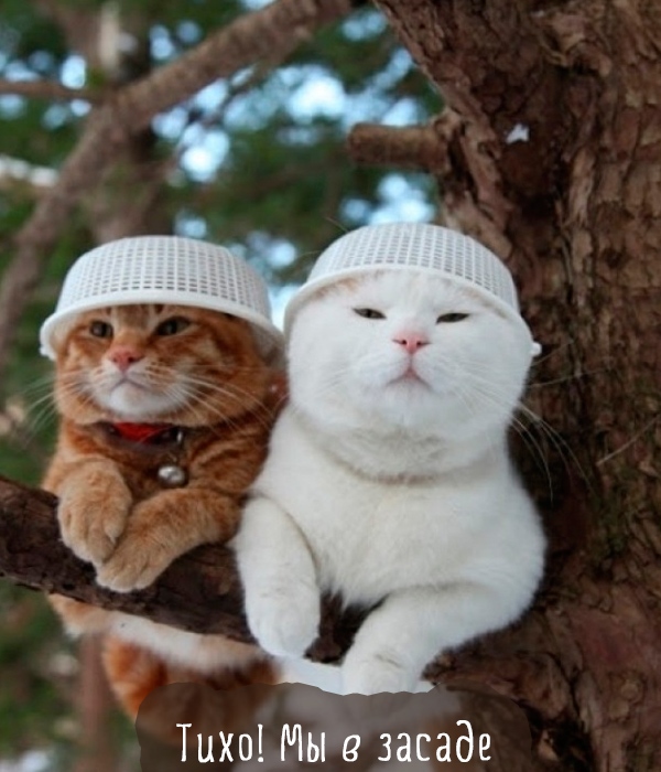 Лучшая подборка картинок и фото самых смешных кошек (38 фото)