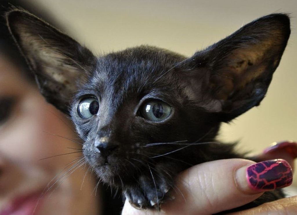 Порода кошки с огромными ушами фото