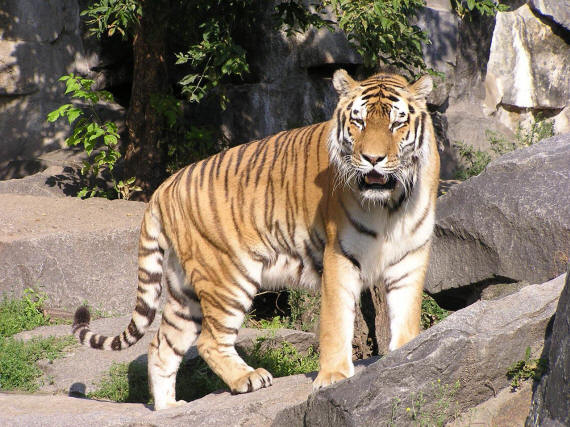 Тигр- царь зверей (25 фото)