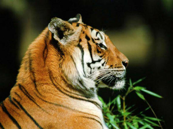 Тигр- царь зверей (25 фото)