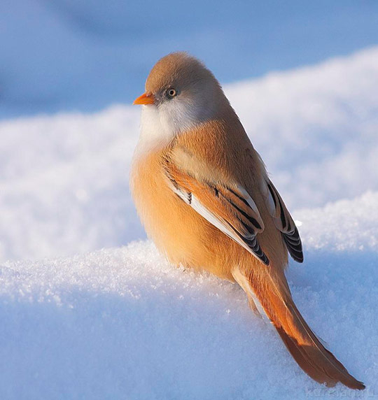 Красивые птицы в зимнюю пору (30 фото)