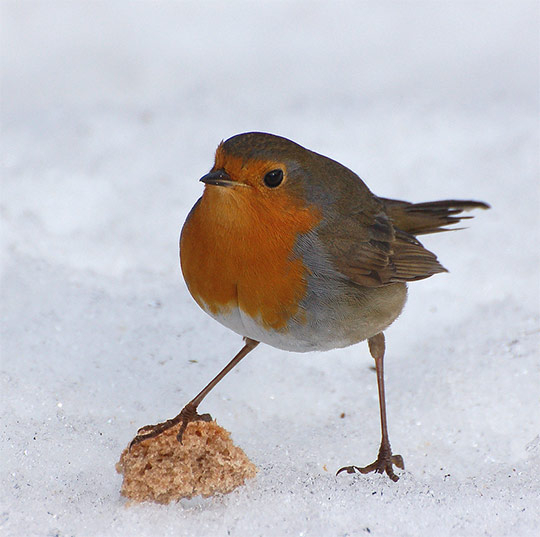 Красивые птицы в зимнюю пору (30 фото)