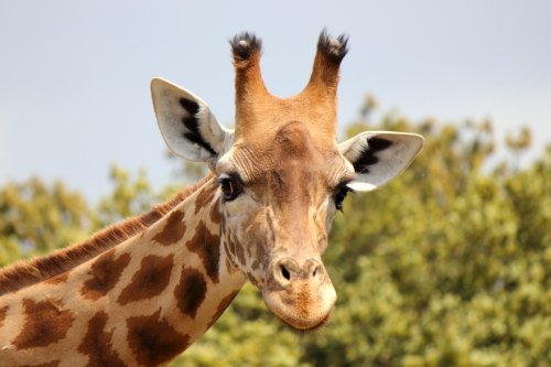 Что это на голове у жирафов? (12 фото + видео)