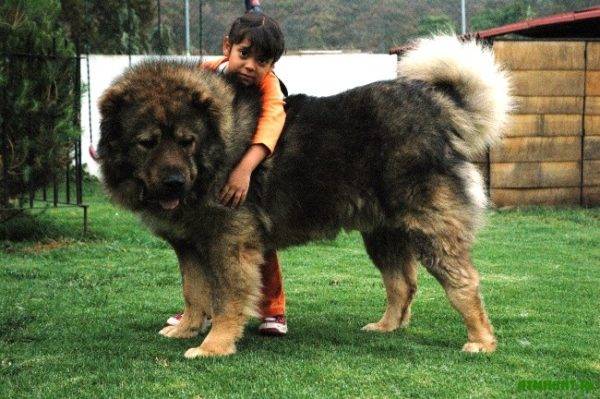 О породе: Собака легенда-кавказская овчарка (19 фото)