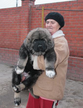 О породе: Собака легенда-кавказская овчарка (19 фото)