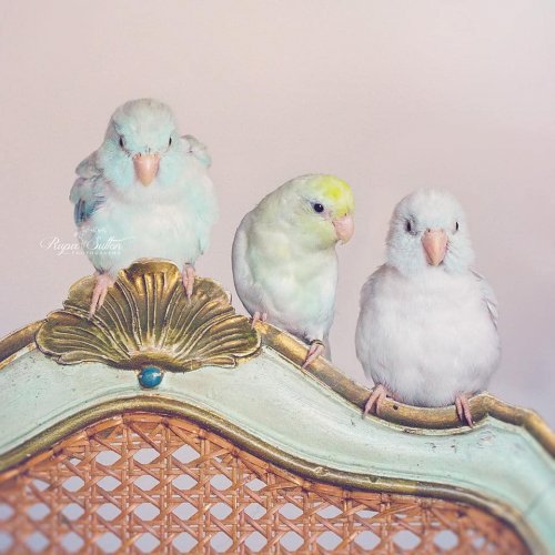 Сказочно-красивые фотографии с попугаями от Рупы Саттон (14 фото)