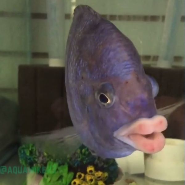 Гламурная рыба с губами человека (2 фото)