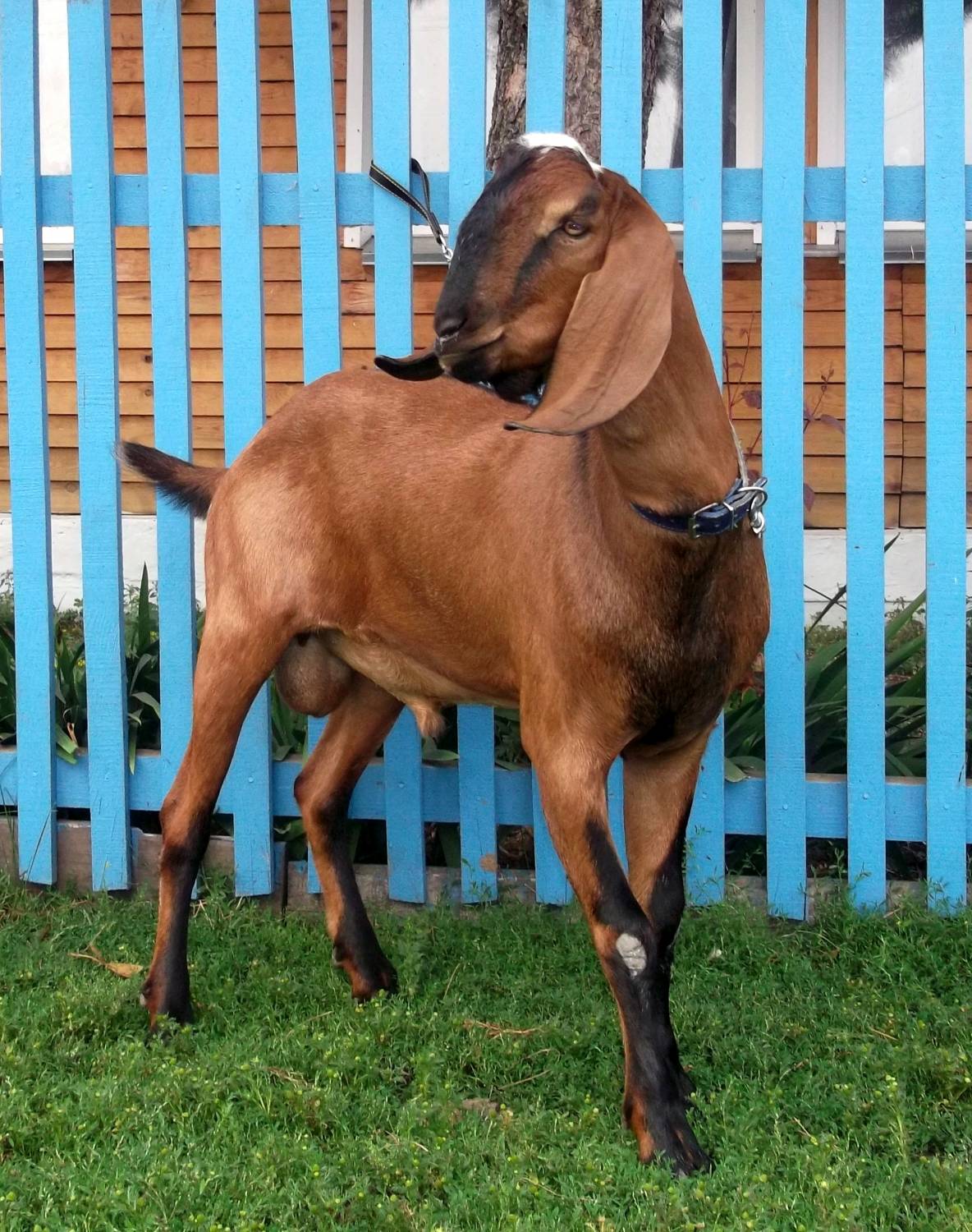 Характеристика нубийских коз