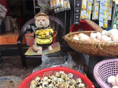 Самый очаровательный продавец во Вьетнаме, который покорит ваше сердце:) (14 фото)