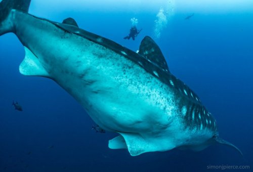 Найдена самая большая рыба в мире (7 фото)