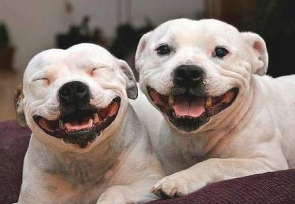 Юмор: Собаки-улыбаки (20 фото)