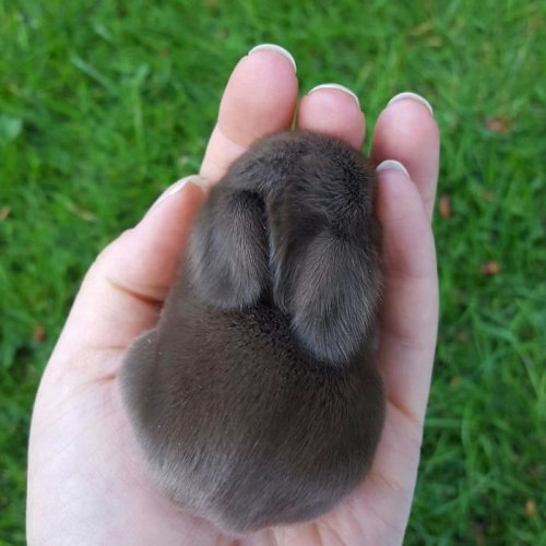 Обворожительные крольчата (35 фото)