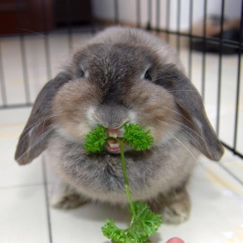 Милые кролики с набитыми едой ртами (15 фото)