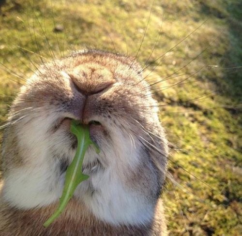 Милые кролики с набитыми едой ртами (15 фото)