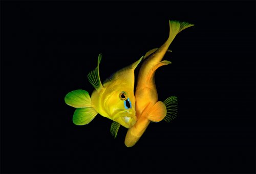 Лучшие подводные фотографии, присланные на конкурс "Фотограф дикой природы года" за последние 50 лет (15 фото)