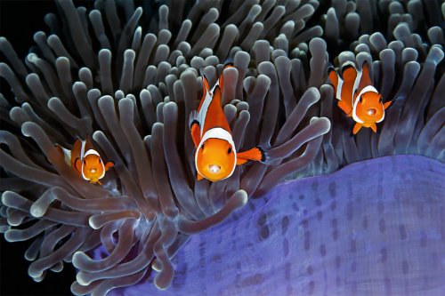 Лучшие подводные фотографии, присланные на конкурс "Фотограф дикой природы года" за последние 50 лет (15 фото)