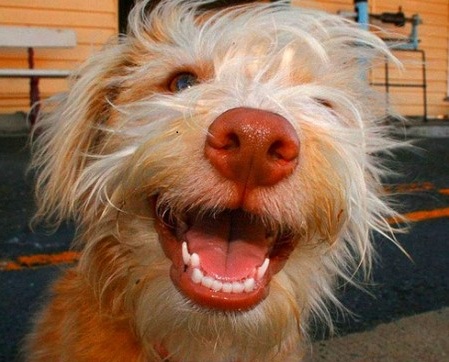 Очаровательные собаки-улыбаки (25 фото)