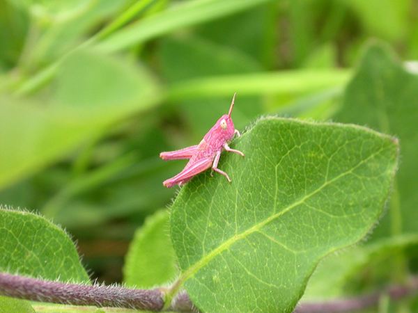 Гламурный розовый кузнечик (12 фото)
