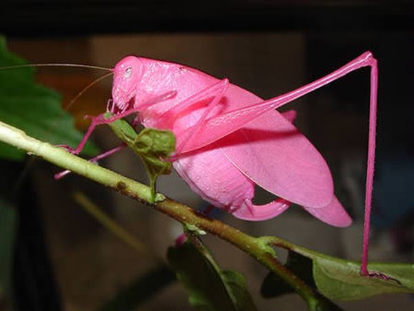 Гламурный розовый кузнечик (12 фото)