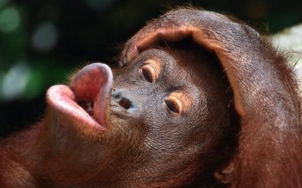 Смешные обезьянки (25 фото)