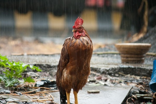 Птицы под дождём (25 фото)