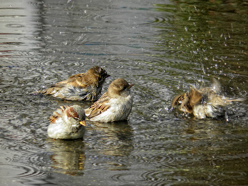 Птицы под дождём (25 фото)