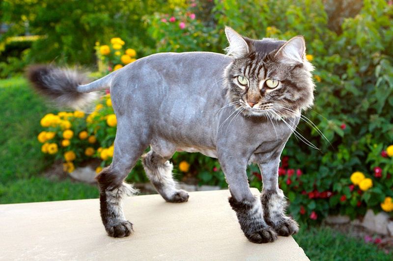 Бреет кис. Стрижка кошек. Стрижки котов серых. Стриженный серый кот. Сибирский серый кот подстриженный.