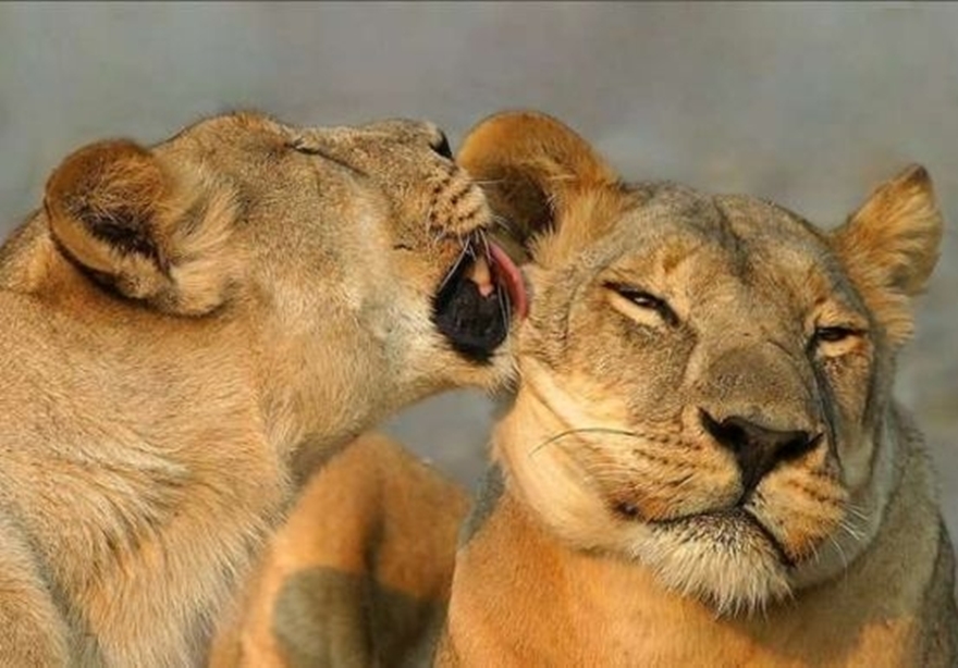 Поцелуй животных картинки