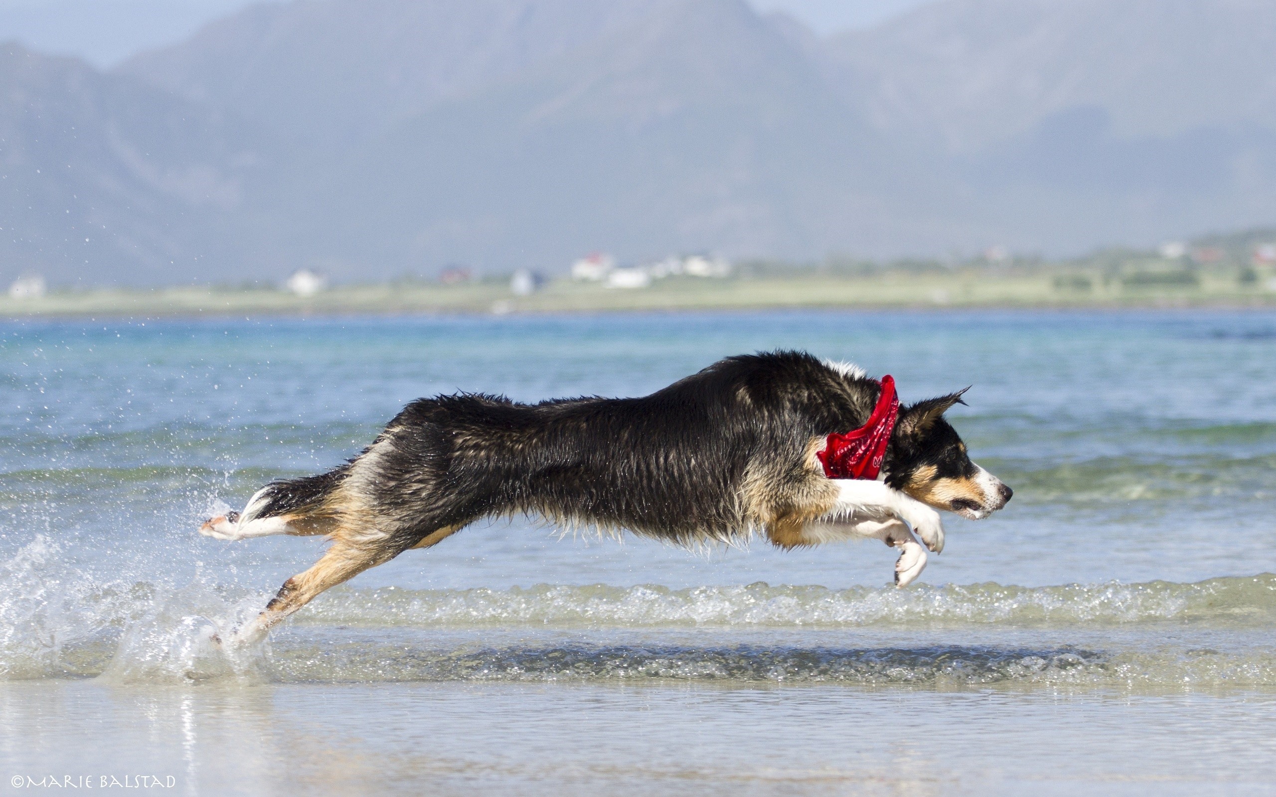 My dog can run and jump. Собака бежит. Собака бежит по воде. Щенок бежит. Собаки бегущие по волнам.
