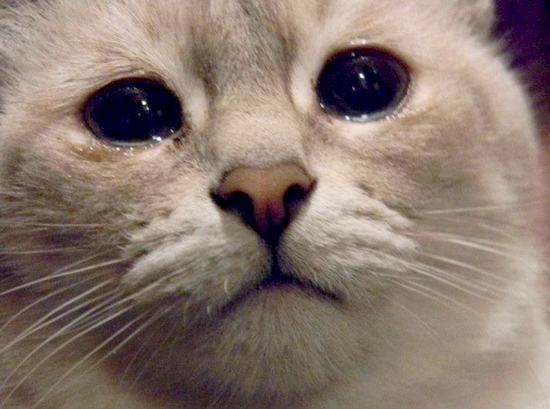 Это интересно: Могут ли животные плакать?
