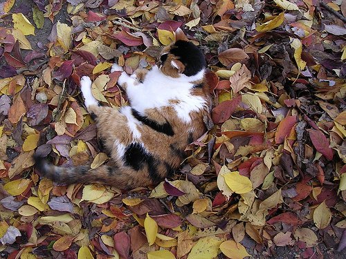 Кошачья осень (40 фото)